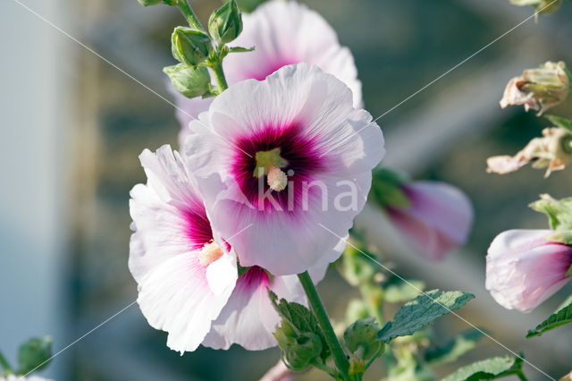 Stokroos (Alcea rosea)