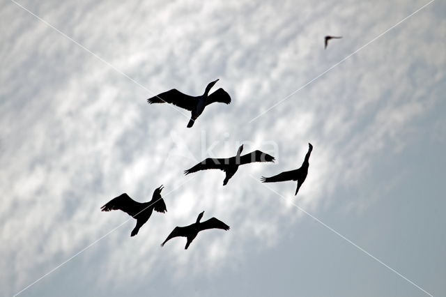 Aalscholver (Phalacrocorax carbo)