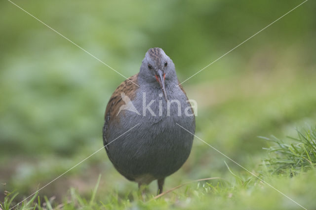 Waterrail (Rallus aquaticus)