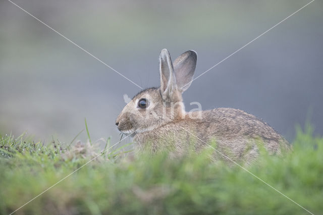 Konijn (Oryctolagus cuniculus)