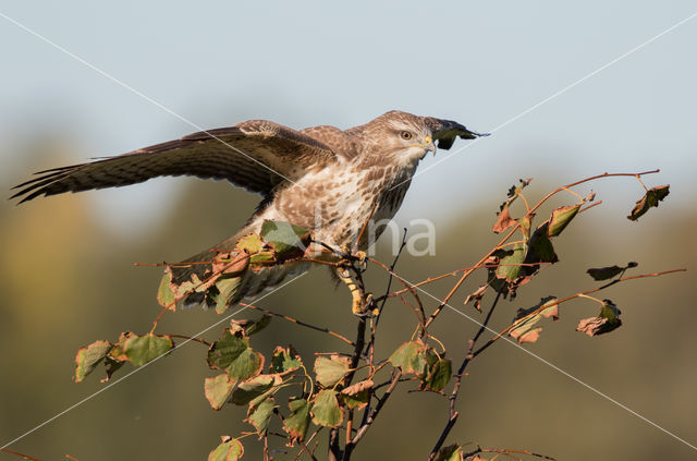 Common Buzzard (Buteo buteo)