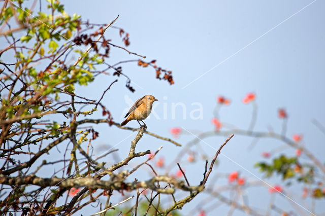 Northern Wheatear (Oenanthe oenanthe)