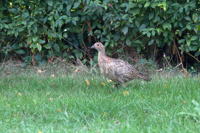 Ring-necked Pheasant (Phasianus colchicus)