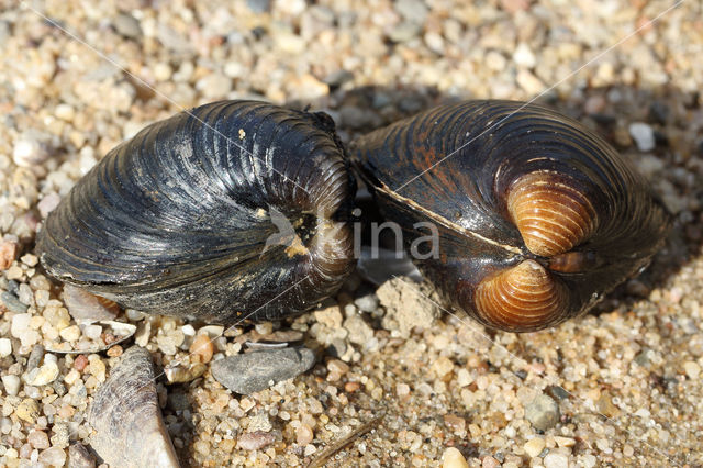 Aziatische korfmossel (Corbicula fluminea)