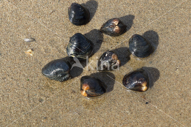 Asian Clam (Corbicula fluminea)