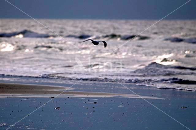 gull (Larus spec.)