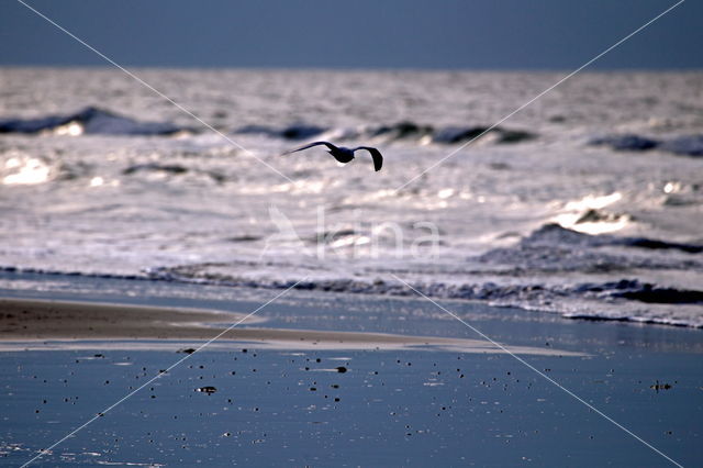 Meeuw (Larus spec.)