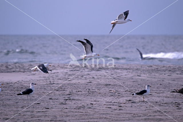 gull (Larus spec.)