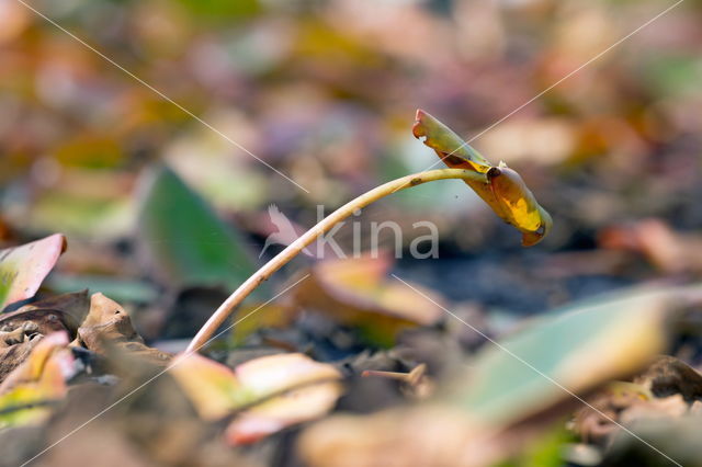 Gele plomp (Nuphar lutea)