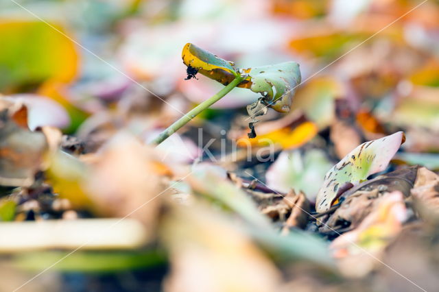 Large Marsh Grasshopper (Stethophyma grossum)