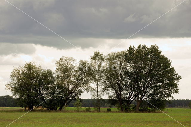 National Park Dwingelderveld