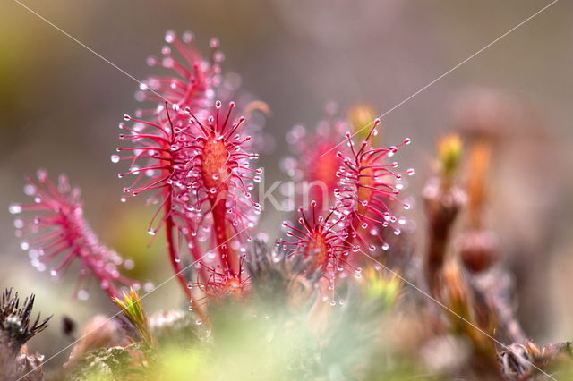 Sundew (Drosera spec.)