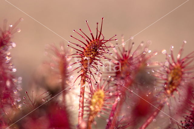 Sundew (Drosera spec.)