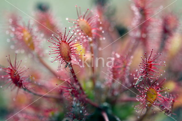 Sundew (Drosera spec.)