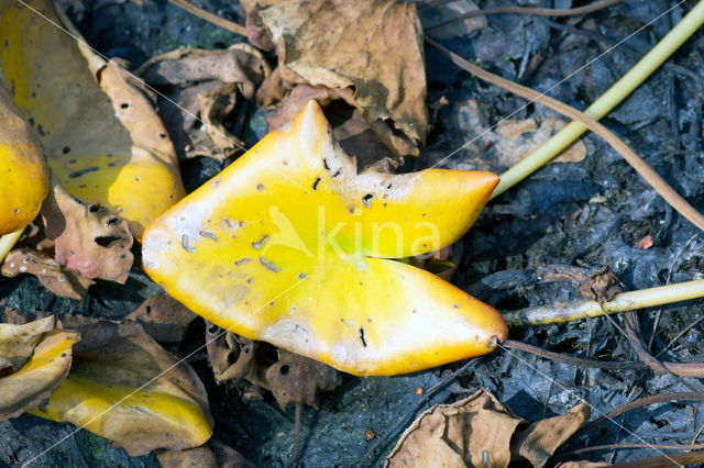 Gele plomp (Nuphar lutea)