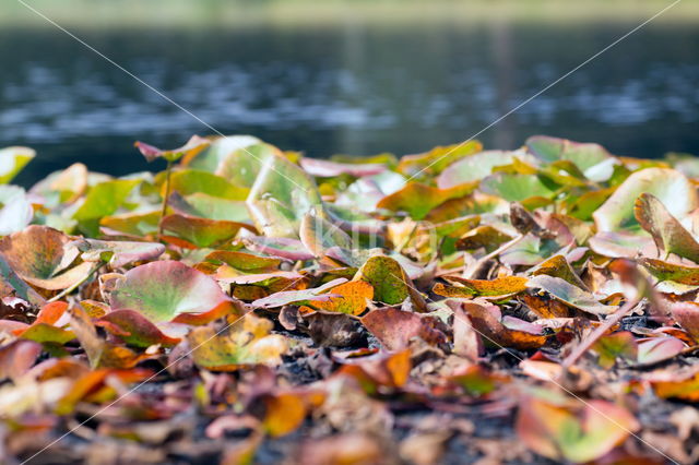 Gele plomp (Nuphar lutea)