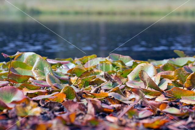 Gele plomp (Nuphar lutea)