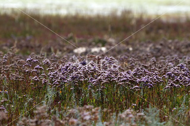 Lamsoor (Limonium vulgare)