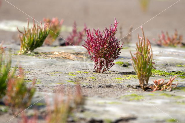 Zeekraal (Salicornia spec)