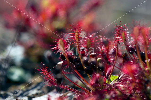 Zonnedauw (Drosera spec.)