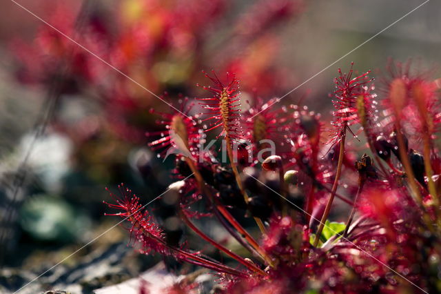 Zonnedauw (Drosera spec.)