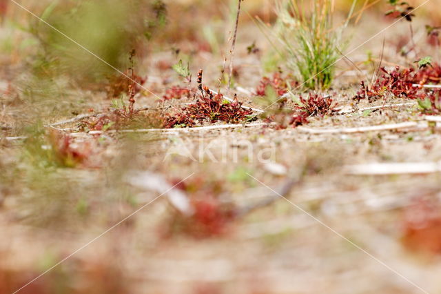 Zonnedauw (Drosera spec.)