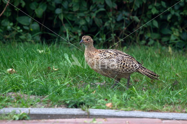 Ring-necked Pheasant (Phasianus colchicus)