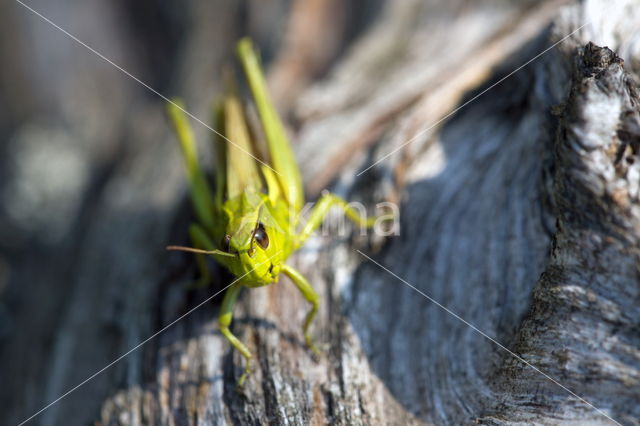 Moerassprinkhaan (Stethophyma grossum)