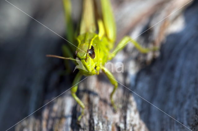 Moerassprinkhaan (Stethophyma grossum)