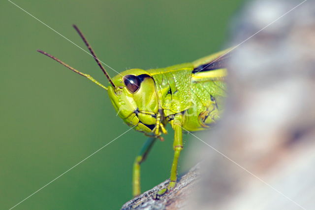 Large Marsh Grasshopper (Stethophyma grossum)