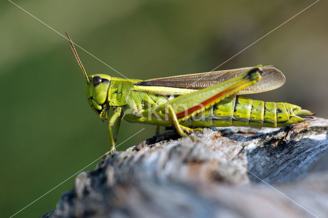 Moerassprinkhaan (Stethophyma grossum)