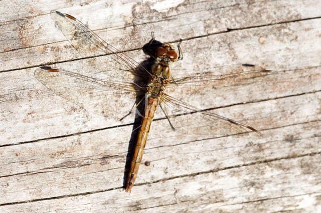 Viervlek (Libellula quadrimaculata)