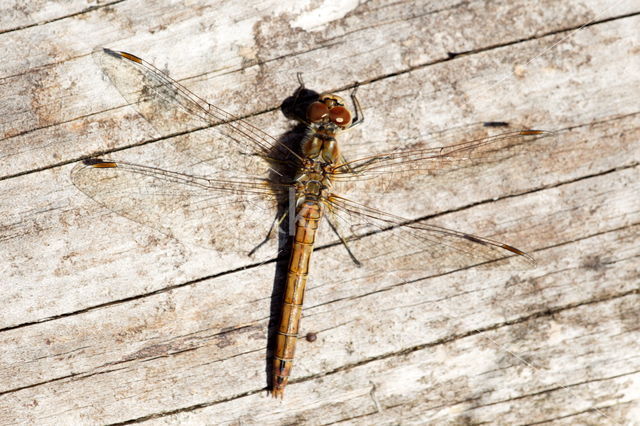 Viervlek (Libellula quadrimaculata)