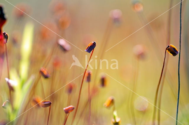 haircap moss (Polytrichum commune)