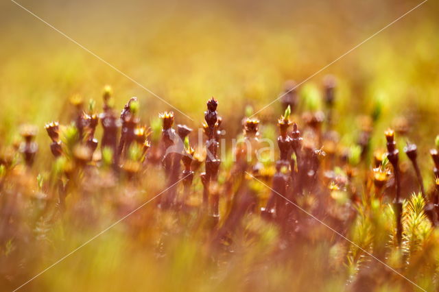 Zandhaarmos (Polytrichum juniperinum)