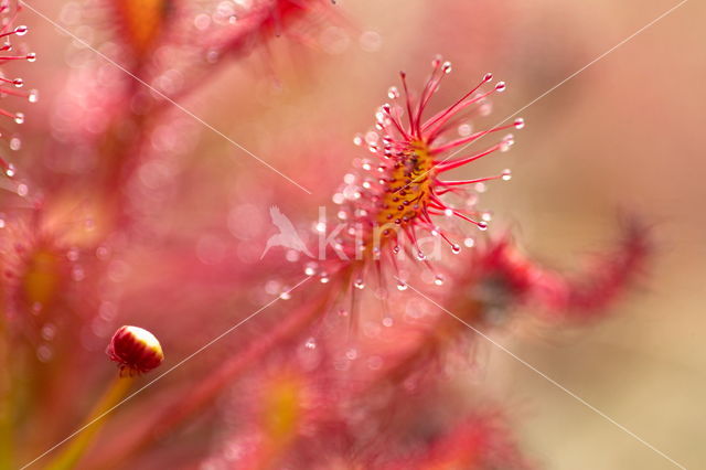 Zonnedauw (Drosera spec.)