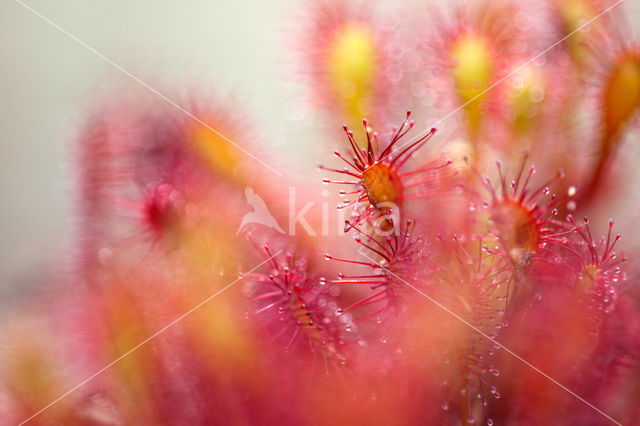 Sundew (Drosera spec.)