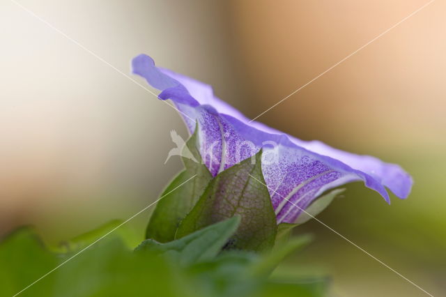 Haagwinde (Convolvulus sepium)