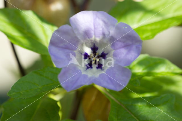 Hedge Bindweed (Convolvulus sepium)