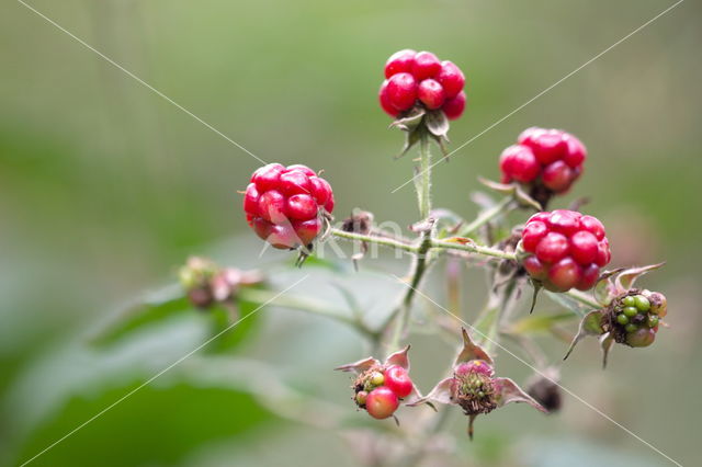 Gewone braam (Rubus fruticosus)