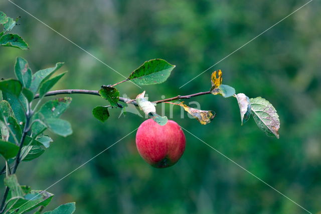 Apple (Malus domesticus)