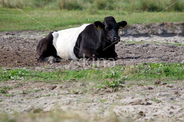 Bos taurus