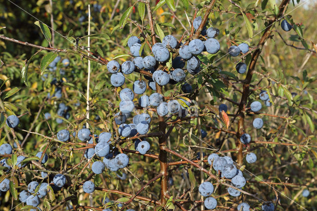 Sleedoorn (Prunus spinosa)