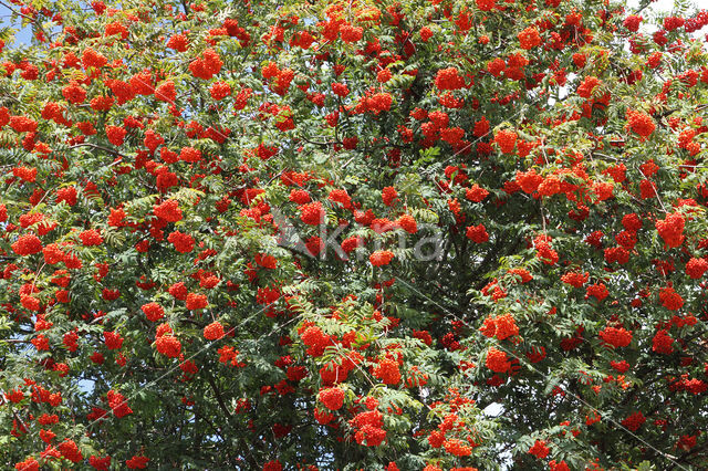 Moutain Ash (Sorbus)