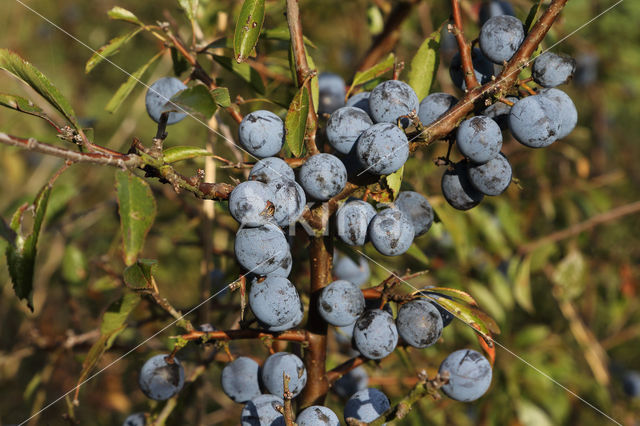 Sleedoorn (Prunus spinosa)