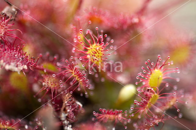 Sundew (Drosera spec.)