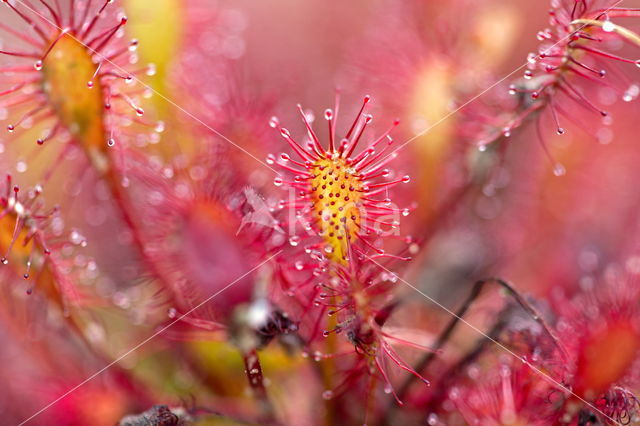 Zonnedauw (Drosera spec.)