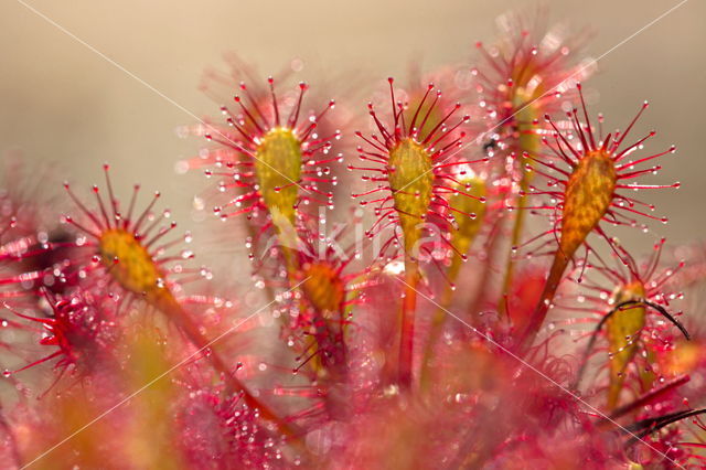 Zonnedauw (Drosera spec.)