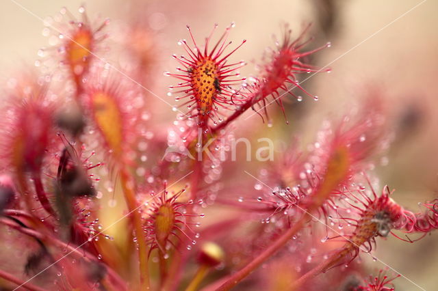 Sundew (Drosera spec.)