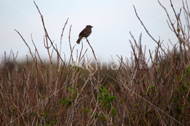 Dunnock